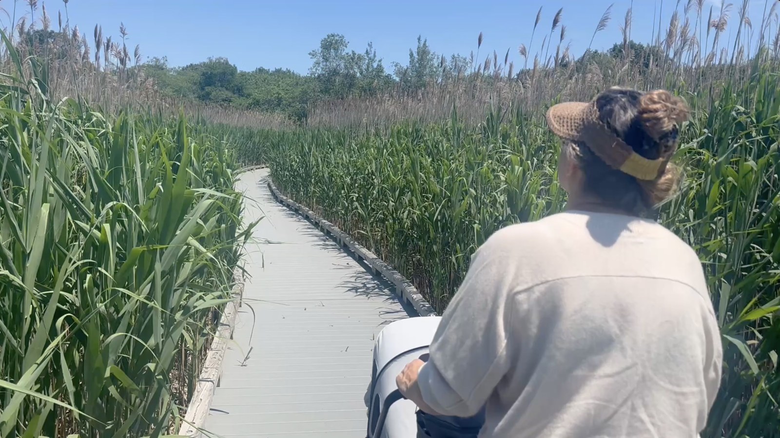 Test 01, original: a boardwalk through tall marsh reeds