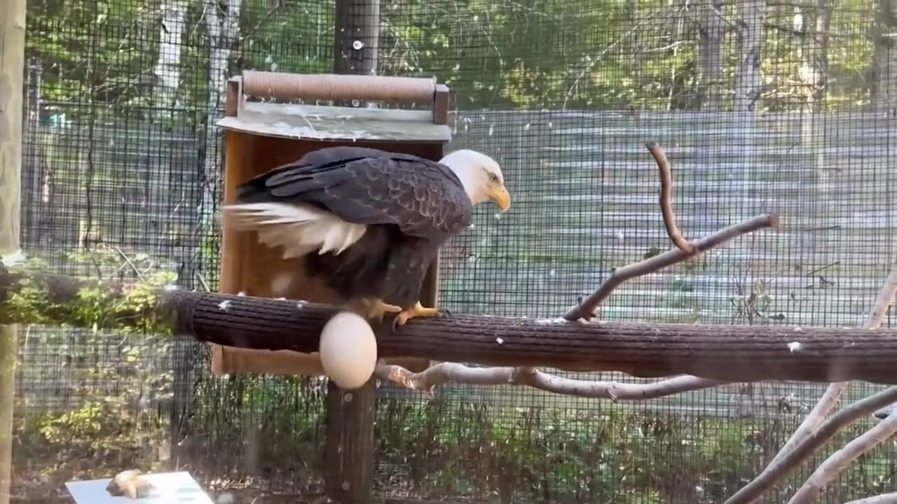 Test 03, Omni: the eagle rears up as a large egg appears on the perch