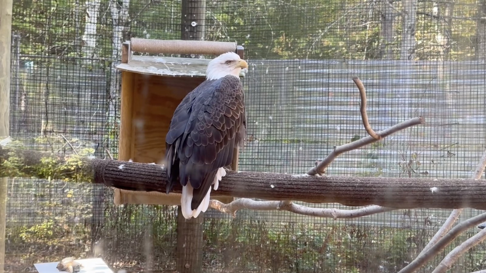 Test 03, original: a bald eagle perched in an aviary